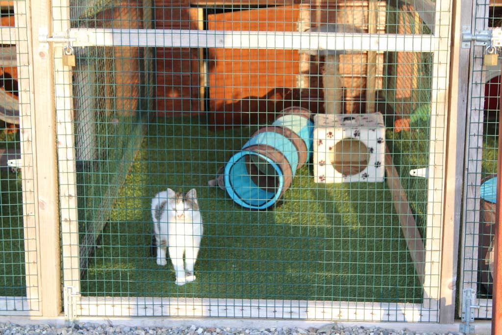 Tír na nÓg Boarding Cattery - Accommodation 4